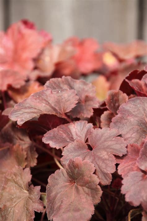 Heuchera Cherry Cola Purperklokje Bloemenpark Appeltern