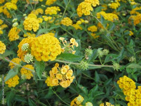 piante stock photo adobe stock