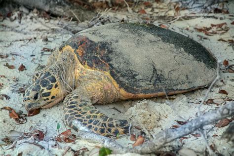 Totally Cool Turtles May Help Save Species Uq News The University