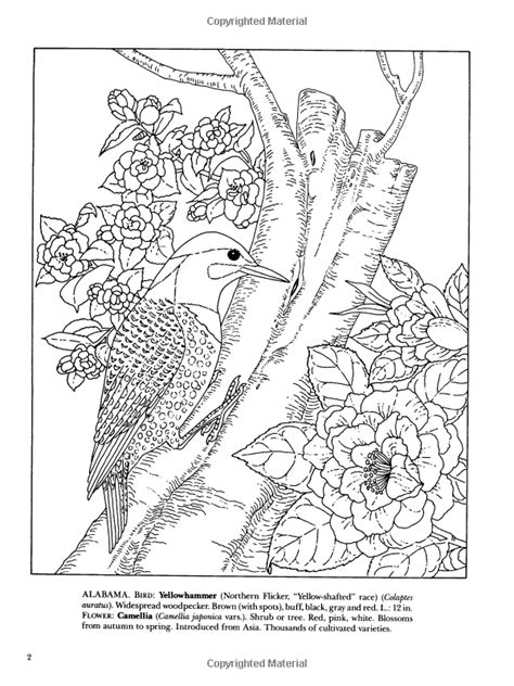 State Birds And Flowers Coloring Pages Coloring Pages World