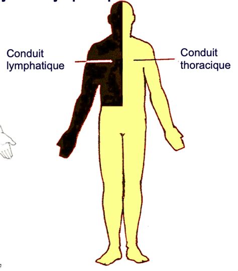 Besoin Aide Qcm Anatomie Ue5 Anatomie Tutorat Associatif Toulousain