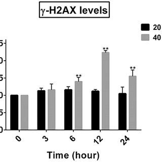 H2AX phosphorylation Analysis of intracellular levels of γ H2AX