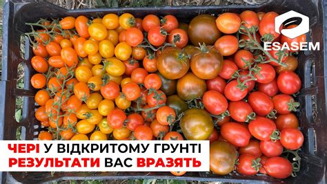 Чері у відкритому ґрунті. Вражаючі результати! Італійські томати чері ...
