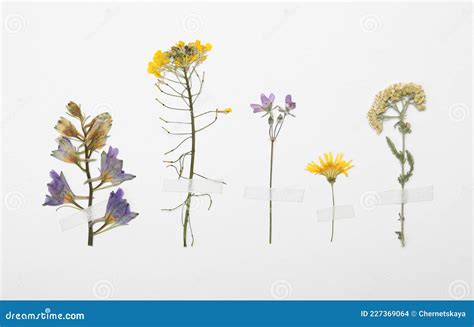 Pressed Dried Flowers On White Background Beautiful Herbarium Stock