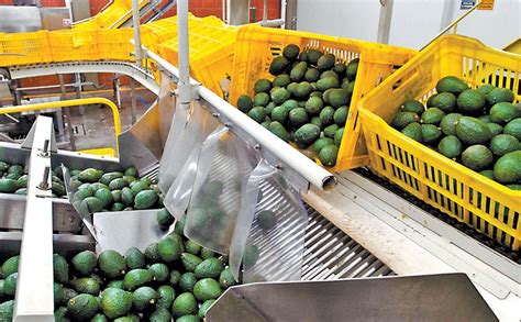 Jalisco El Segundo Estado Que Podrá Exportar Aguacates A Eu