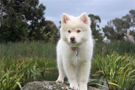 Free Images : nature, outdoor, white, meadow, play, sweet, puppy ...