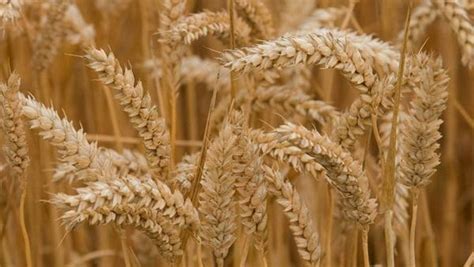 Grim Forecast On Argentinas Wheat Crop As Prolonged Drought Affects