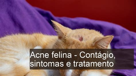 Acne felina SINTOMAS e REMÉDIO CASEIRO YouTube