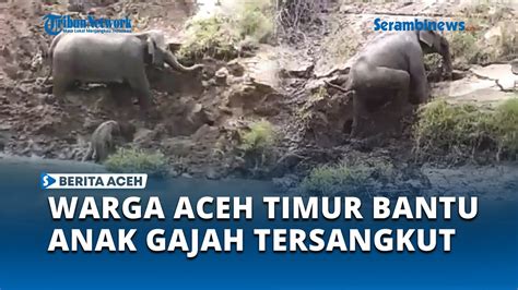 Warga Peunaron Bantu Anak Gajah Yang Tersangkut Di Aliran Sungai YouTube