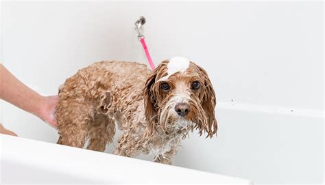 Tips for Bathing a Dog at Home