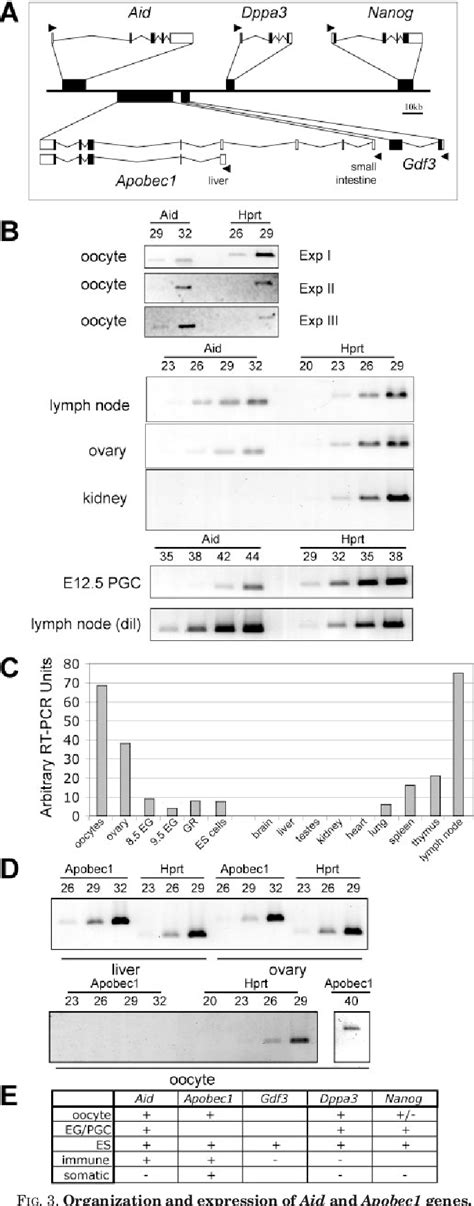 PDF Activation Induced Cytidine Deaminase Deaminates 5 Methylcytosine