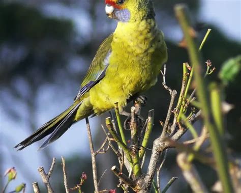 Green rosella - Facts, Diet, Habitat & Pictures on Animalia.bio