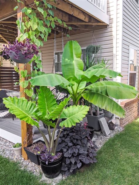 How To Care For A Banana Plant Both In Pots And In The Ground Outdoors