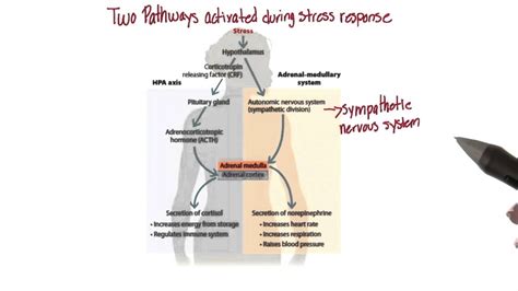 Two Pathways For Stress Response Intro To Psychology Youtube