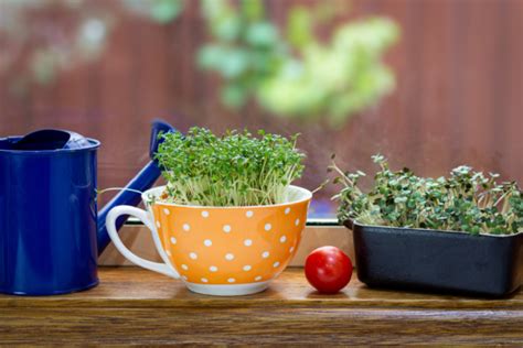 Gartenkresse ausgewachsen Verwendungsmöglichkeiten