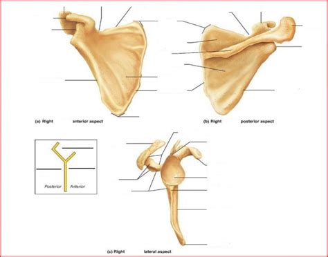 Scapula Anatomy Quiz