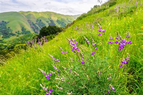 The Most Beautiful Places to See California Wildflowers