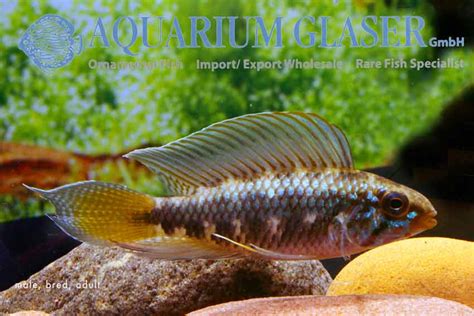 Apistogramma Uaupesi Aquarium Glaser Gmbh