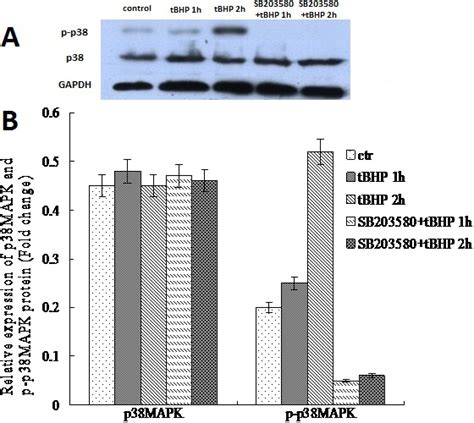 Western Blot Analysis Of P38 Mapk In Tbhp Treated Ihtm Cells The