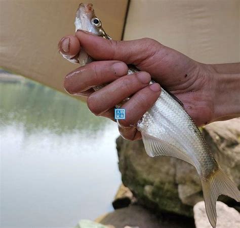 傳統釣法經驗：多窩走釣詳細教學，新手學會就能連竿爆釣野生鯽魚 每日頭條