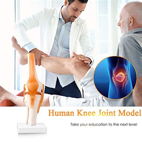 Lyou Human Knee Joint Model With Knee Ligament Life Size Anatomical