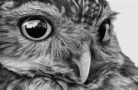 Realistic Drawings Of Owls