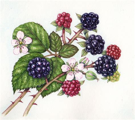 Botanical Illustration By Lizzie Harper Of The Ajersey Bramble Rubus