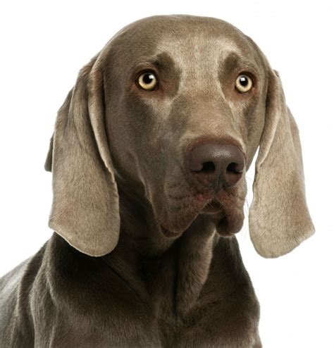 Weimaraner Raça Cachorro Fotos E Imagens