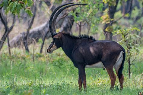 Giant Sable Antelope In October 2022 By Rogério Ferreira · Inaturalist