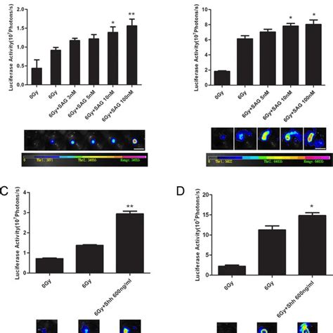 Effects Of Gli Knockdown On Dying Cell Induced Tumor Cell Growth A