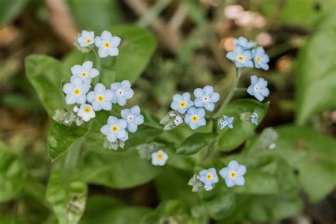 Forget Me Not Plant Care Growing Tips And Symbolism