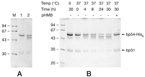 Maturation And Specificity Of Plasmodium Falciparum Subtilisin Like