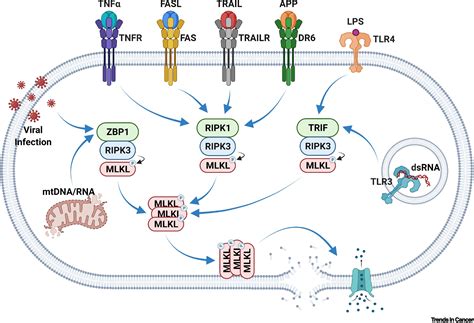 Necroptosis And Tumor Progression Trends In Cancer