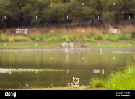 Wild Bengal Female Tiger Or Tigress Or Panthera Tigris Sitting In