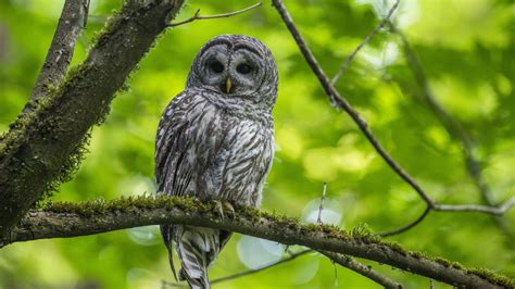 To Save Spotted Owls Us Officials Plan To Kill Hundreds Of Thousands Of Another Owl Species Cnn