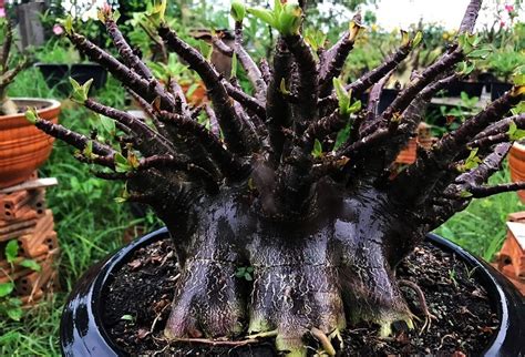 Solid Black Adenium from Thailand : r/Adenium