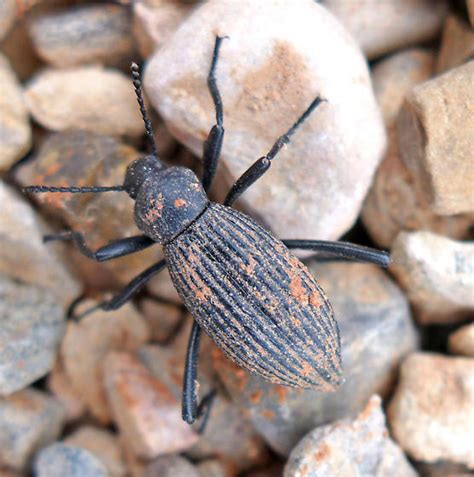 Large Darkling Beetle Eleodes Hispilabris Bugguide Net