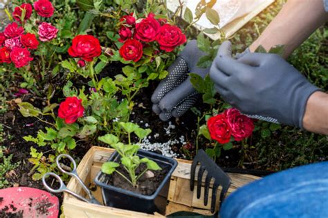 Blaukorn Dünger Für welche Pflanzen eignet er sich