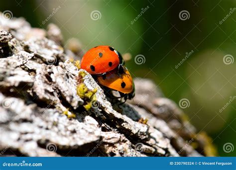 Ladybug Beetles Having Sex On A Log 09 Stock Photo Image Of Natural