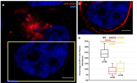 Proportion Of App Snap In The Plasma Membrane Of Hek293t Cells To