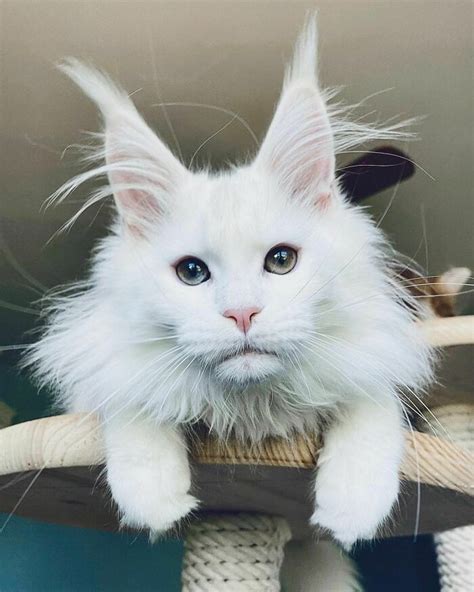 50 Amazing Maine Coon Cat Photos That You Just Have To Feast Your Eyes On