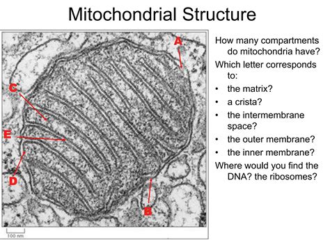 Tutorial 6 Mitochondria Andchloroplast Structute And Functionsppt Free Download