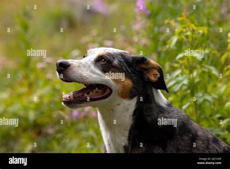 Dog portrait with two different colored eyes Stock Photo - Alamy