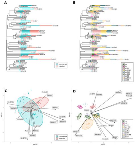 Ijms Free Full Text Comprehensive Genome Analysis Of Neisseria