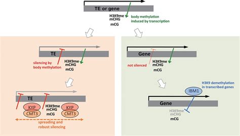 What Triggers Differential Dna Methylation Of Genes And Tes