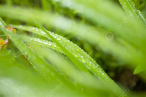 Gotas De Roc O En La Vegetaci N Verde Despu S De La Lluvia Fondos