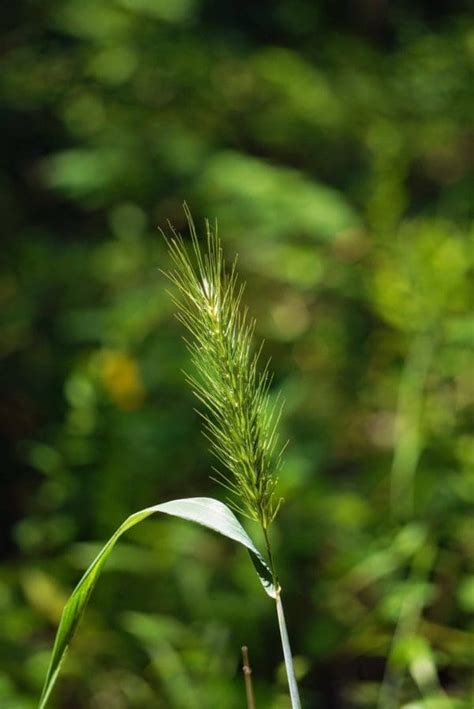 Virginia Wildrye Grass Seeds Pure Air Natives