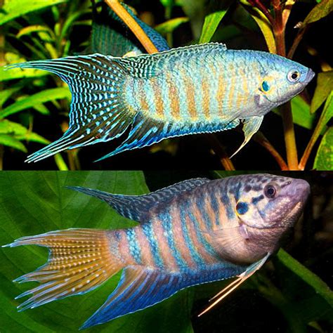 Blue Paradise Fish Macropodus Opercularis Stunning Male 56 OFF