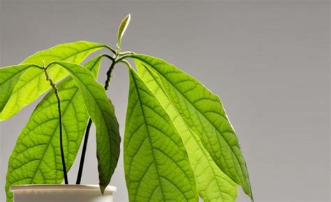 Dwarf Avocado Tree: How To Grow And Care For Yours - AvoSeedo