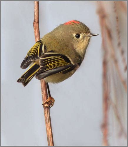 Ruby Crowned Kinglet Birds Of Muir Woods National Monument